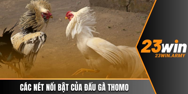 Các nét nổi bật của đấu gà Thomo