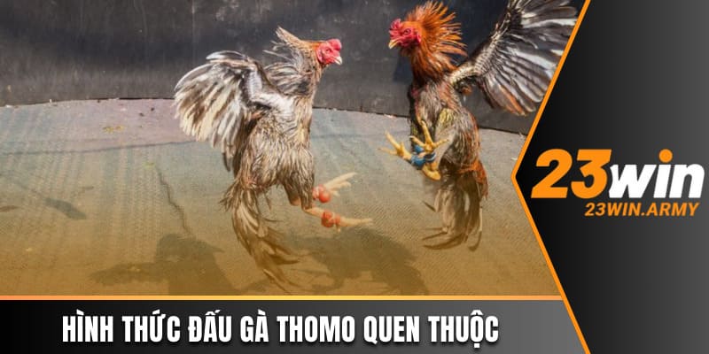 Hình thức đấu gà Thomo quen thuộc